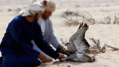 Photo of منتدى الحقوق الاقتصادية و الاجتماعية  : طائرات الإبادة القطرية تهدد الثروة الحيوانية بصحراء توزر