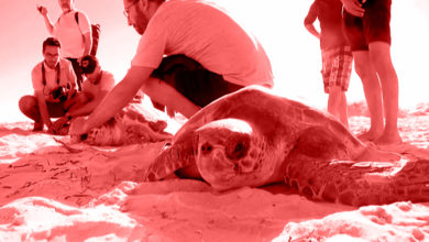 Photo of إنقاذ السلاحف البحرية في تونس أمل يصنع داخل جمعية الأزرق الكبير
